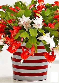 Шлюмбергера "Bicolor" (Декабрист, рождественник, зигокактус) (71866)