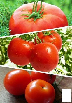 На вагу Томат червоний "Суміш кращих популярних сортів" Agro-Market ціна за 3г (45519)