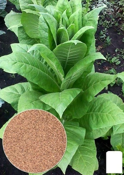 На вагу насіння Тютюн курильний "Махорка" Agro-Market ціна за 1г (32186)