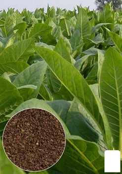 Насіння Тютюн "Курильний" ТМ "Agro-Market" ціна за 1г (22481)