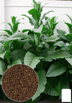 На вагу насіння Тютюн курильний "Берлі" Agro-Market ціна за 1г (22480)