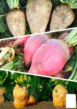 На развес Свекла кормовая "Смесь лучших популярных сортов" Agro-Market цена за 15г (45534)