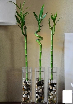 Бамбук кімнатний "Lucky Bamboo" (Dracaena Sanderiana) (50680)