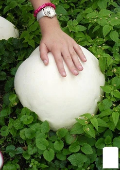 Сухий зерновий міцелій "Дощовик гігантський" 100г (45572)