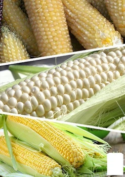 На вагу Кукурудза цукрова "Суміш кращих популярних сортів" Agro-Market ціна за 40г (45521)