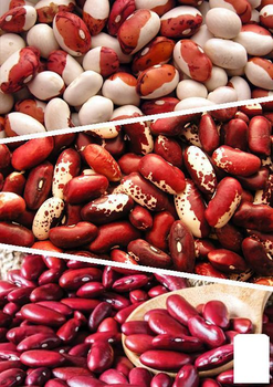На вагу Квасоля на сухе зерно "Суміш кращих популярних сортів" Agro-Market ціна за 20г (45536)