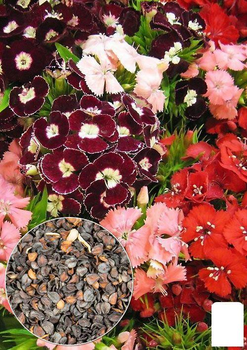 На вагу Гвоздика альпійська суміш Agro-Market ціна за 2г (13260)