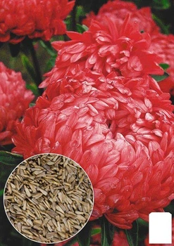 На развес Астра пионовидная красная Agro-Market цена за 1,5г (35870)