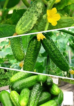 На развес Огурец "Смесь лучших популярных сортов" Agro-Market цена за 5г (45524)