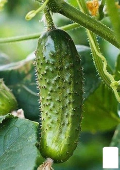 Огурец "Кустовой" (в банке) Agro-Market 15г (45002)