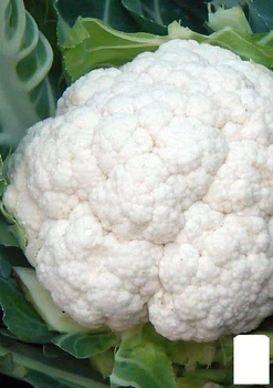 Капуста цветная "Летняя Альфа" (в банке) Agro-Market 5г (44969)
