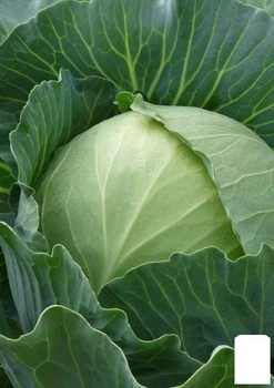 Капуста "Украинская Осень" (в банке) Agro-Market 20г (44967)