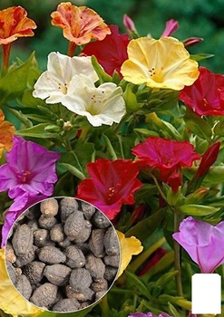 На развес Мирабилис смесь Agro-Market цена за 3г (13271)