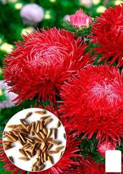 На развес Астра "Краллен Ангора распберри" Agro-Market цена за 1,5г (50051)