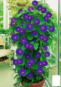 Ипомея "Ночка" (в банке) Agro-Market 4г (46773)