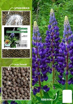 Люпин узколистный ТМ "Весна" 1 КГ (52543)