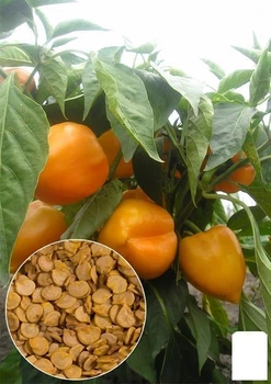 На развес Перец "Золотой фазан" Agro-Market цена за 1г (13345)