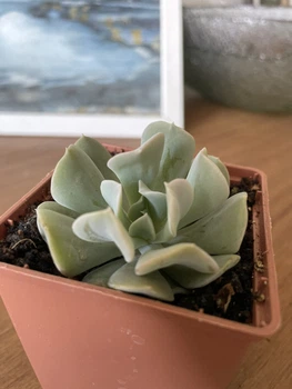 Суккулент Эхеверия Топси Турви (Echeveria ‘Topsy Turvy’), контейнер 7*7*8 см (s008s)