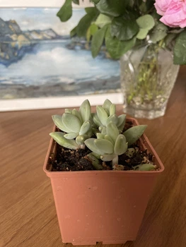 Суккулент Эхеверия Хукера (Echeveria Hookeri), контейнер 7*7*8 см (s017s)