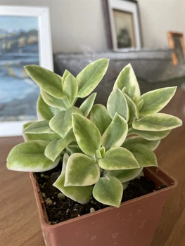 Суккулент Аптения кордифолия вариегата (Aptenia cordifolia variegata), контейнер 7*7*8 см (s005s)