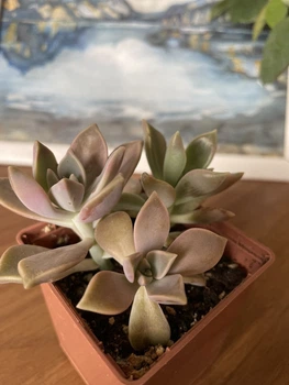 Суккулент Граптопеталум парагвайский (Graptopetalum paraguayense), контейнер 7*7*8 см (s012s)
