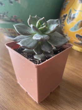 Суккулент Эхеверия Чёрный принц ( Echeveria Black Prince), контейнер 7*7*8 см (s024s)