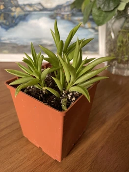 Сукулент Пеперомія ферейраї (Peperomia ferreyrae), контейнер 7*7*8 см (s013s)