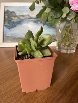 Сукулент Крассула Горобина Нефриту (Crassula Arborescens), контейнер 7*7*8 см (s015s)