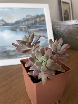 Суккулент Граптоседум Дарли Саншайн (Graptosedum Darley Sunshine), контейнер 7*7*8 см (s010s)