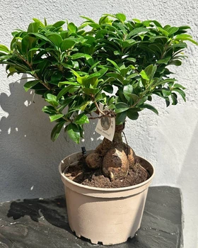 Бонсай Фикус Гинсенг Микрокарпа Ficus Microcarpa Ginseng в вазоне 22х50 см. (10288)