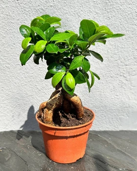 Фикус бонсай Гинсенг Микрокарпа (Ficus Ginseng Microcarpa) 15х35 см. (10282)