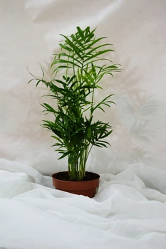 Пальма Хамедорея Chamaedorea Elegans, горщик d9, h 30-35 см