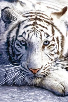 Плакат White Tiger (Постер) (8592839041399)