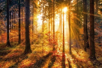 Forrest - Sun (Poster) (8596289064243)