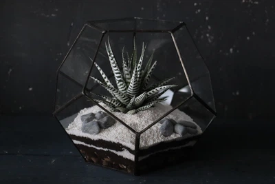 Флорариум с суккулентом Сириус 25.00cm x 20.00cm