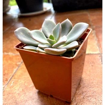 Суккулент Граптоверия Дебби (Graptoveria Debbie), контейнер 7*7*8 см (s031s)