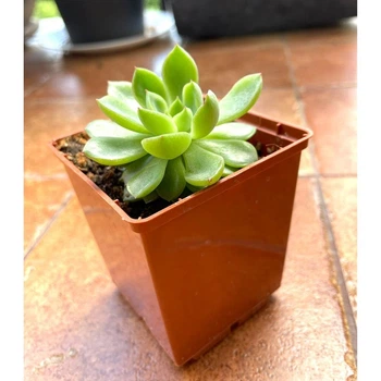 Суккулент Ехеверія Мебіна (Echeveria Mebina), контейнер 7*7*8 см (s035s)