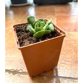 Суккулент Адромисхус гребенчатый (Adromischus cristatus), контейнер 7*7*8 см (s028s)