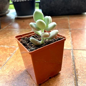 Суккулент Пахифитум яйцевидный Лунный камень (Pachyphytum oviferum), контейнер 7*7*8 см (s036s)