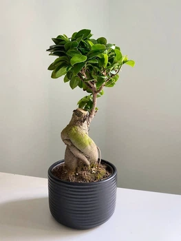 Фикус Гинсенг Микрокарпа Ficus Ginseng Microcarpa в черном горшке 12х35 см. (10551)