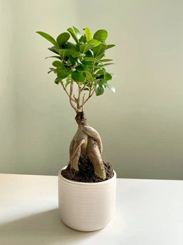 Фикус Гинсенг Микрокарпа Ficus Ginseng Microcarpa в белом горшке 9х30 см. (10563)