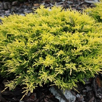 Можжевельник горизонтальный "Лайм Глоу" Lime Glow D 15-25 (контейнер С3) LeGarden