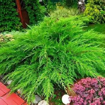 Ялівець середній "Мінт Джулеп" Mint Julep D 30-40 (контейнер С7.5) LeGarden