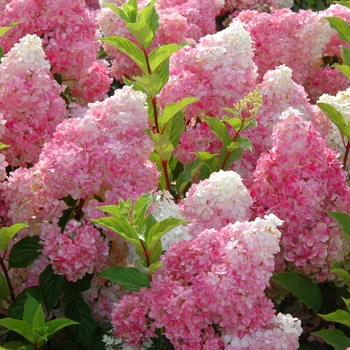 Саджанці Яскрава Гортензія Vanille Fraise контейнер 2.0 л (53682)