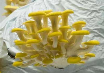 Міцелій Гливи лимонно-жовтого, Pleurotus citrinopileatus 100 г