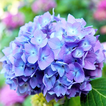 Саженцы Яскрава Гортензия Blauer Zwerg (контейнер 0.5 л) (46113)