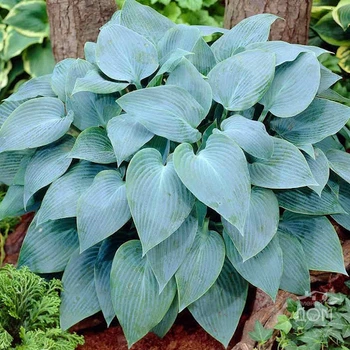 Корневища Яскрава Хоста Canadian Blue (12576)
