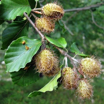 Бук 2 л саджанець в горщику Matla Flowers