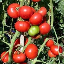 Семена Томат Кемпбел 1г Hortus