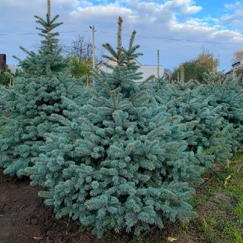 Ель колючая голубая "Супер Блю Сидлинг" СБС Super Blue Seedling SBS (контейнер С7.5) LeGarden